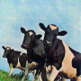 Pink Floyd - Atom Heart Mother (LP)